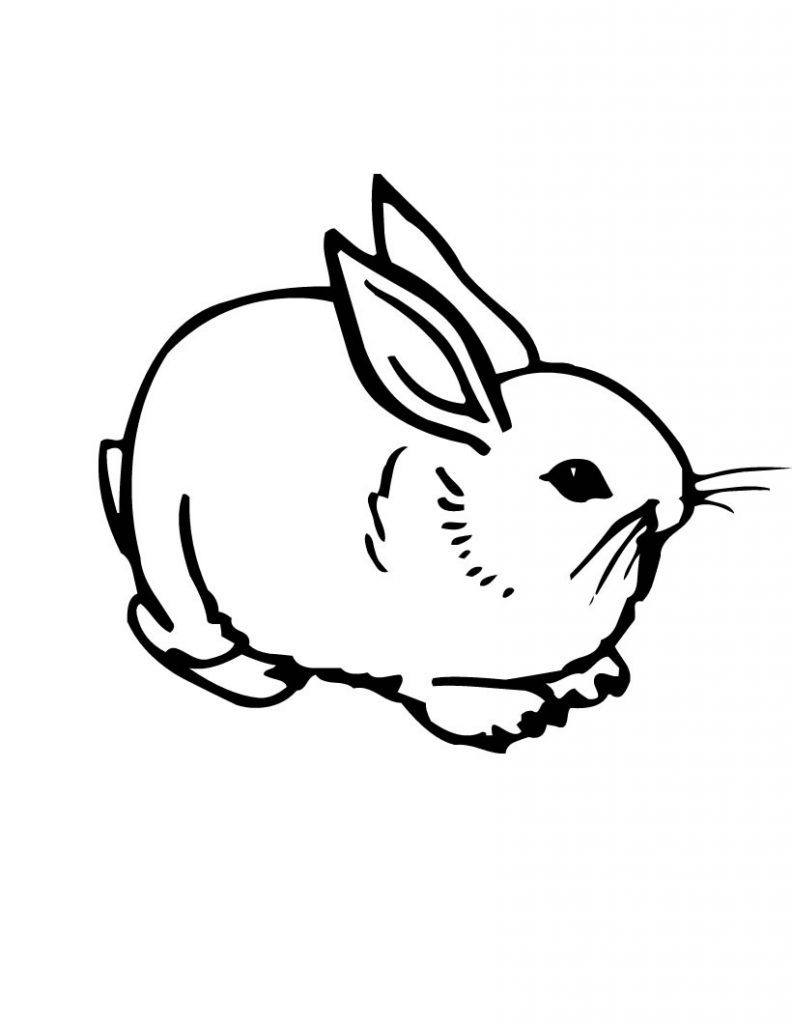 #1 Rabbit Pictures For Colouring