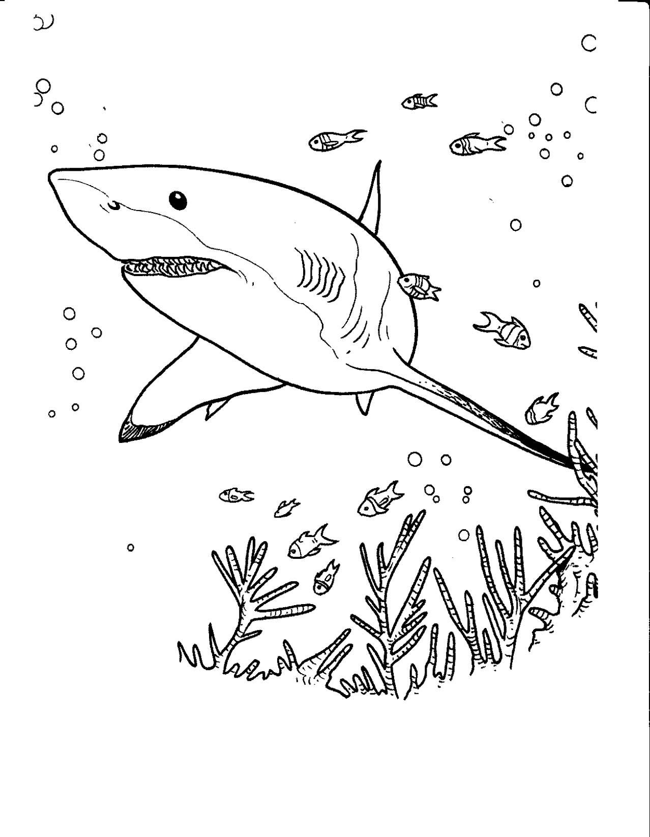 Baby Shark Dududu Coloring Pages Printables 27