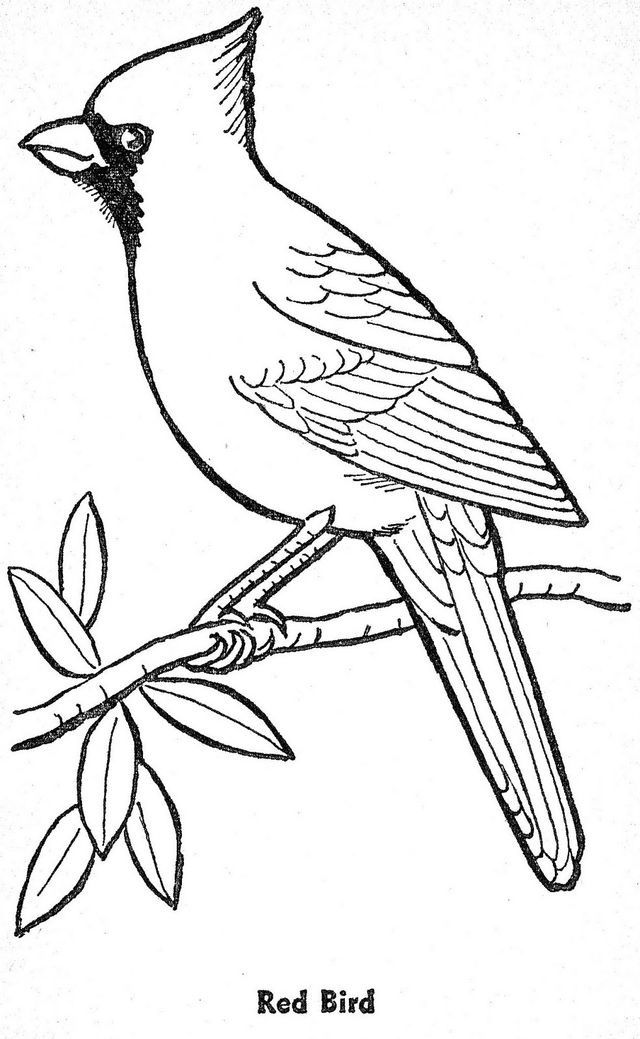 Bird Coloring Pages for Kids Printables 101