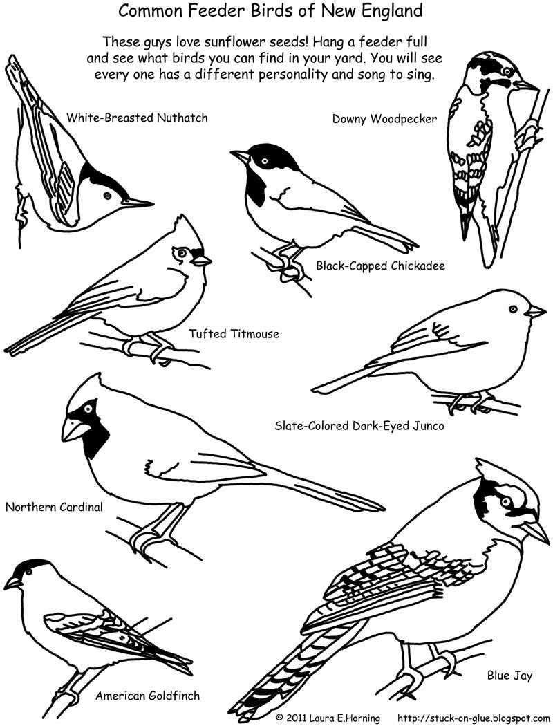 Bird Coloring Pages for Kids Printables 106