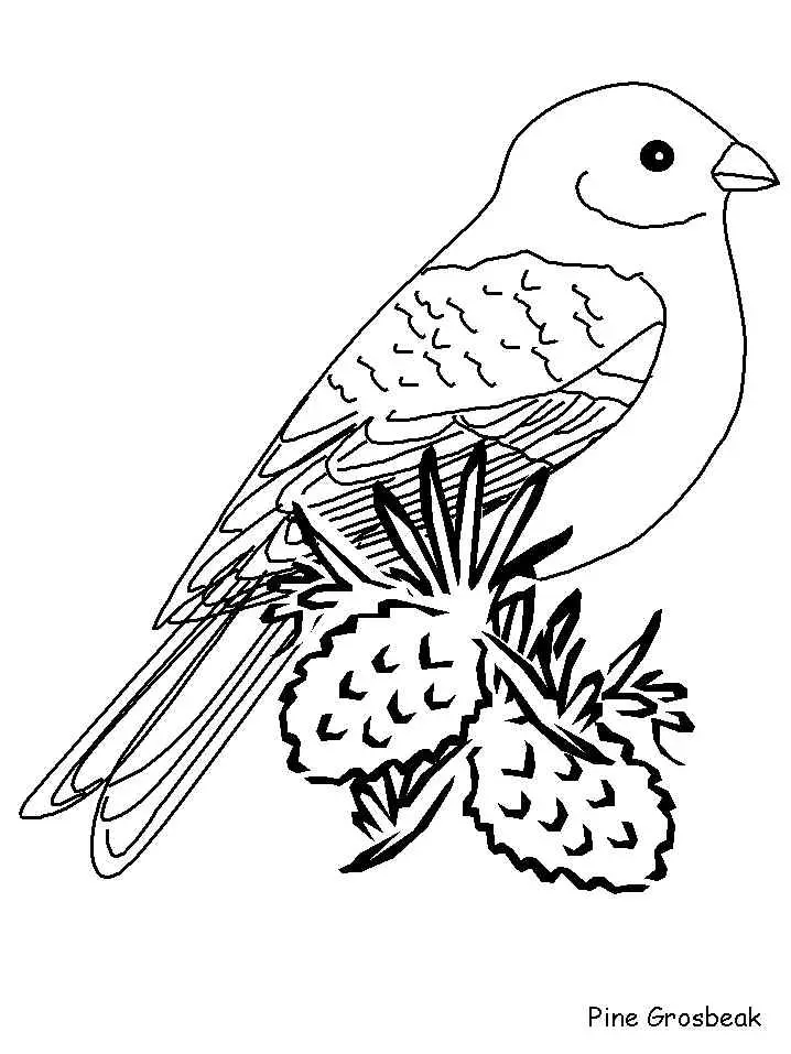 Bird Coloring Pages for Kids Printables 110