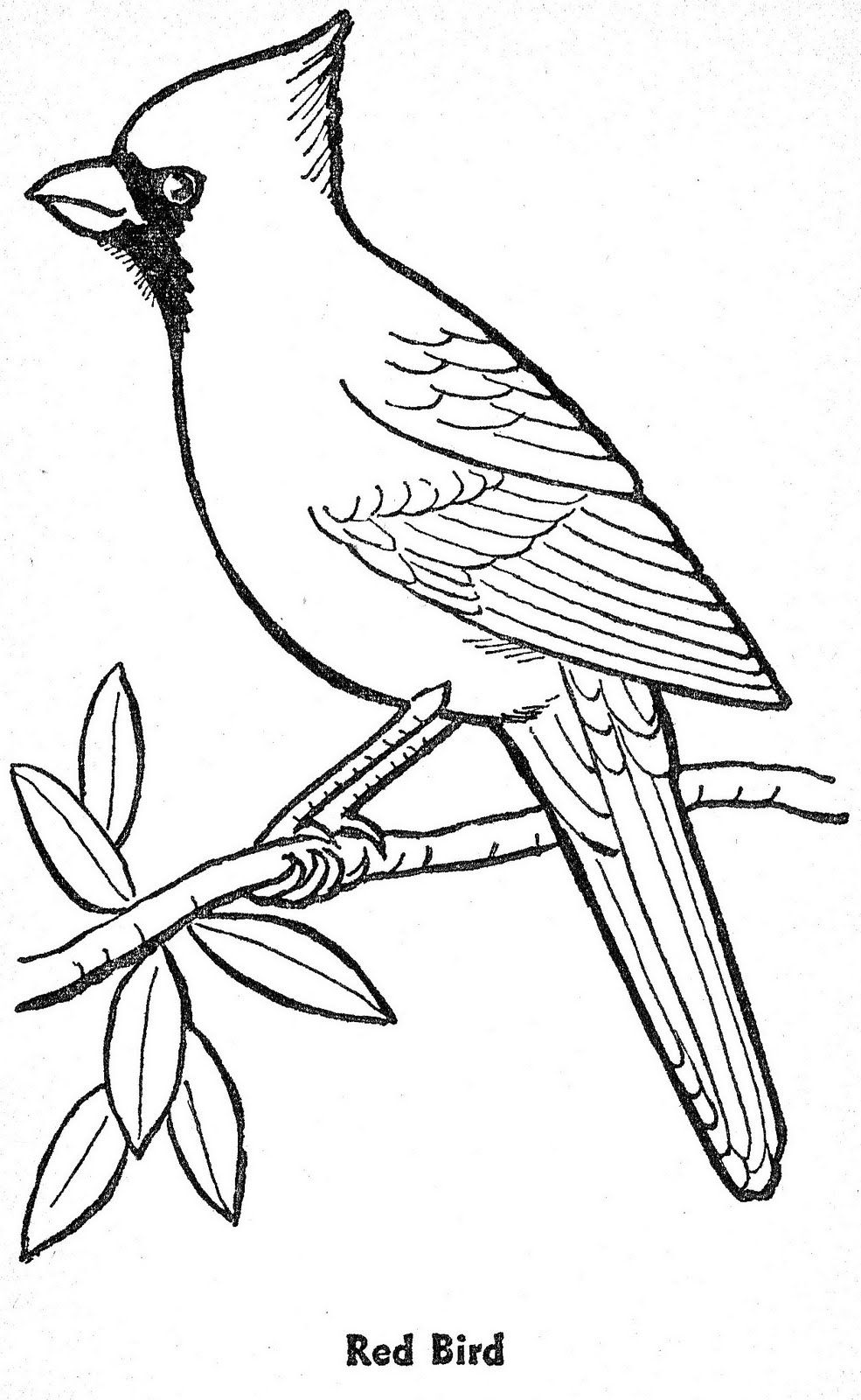 Bird Coloring Pages for Kids Printables 112