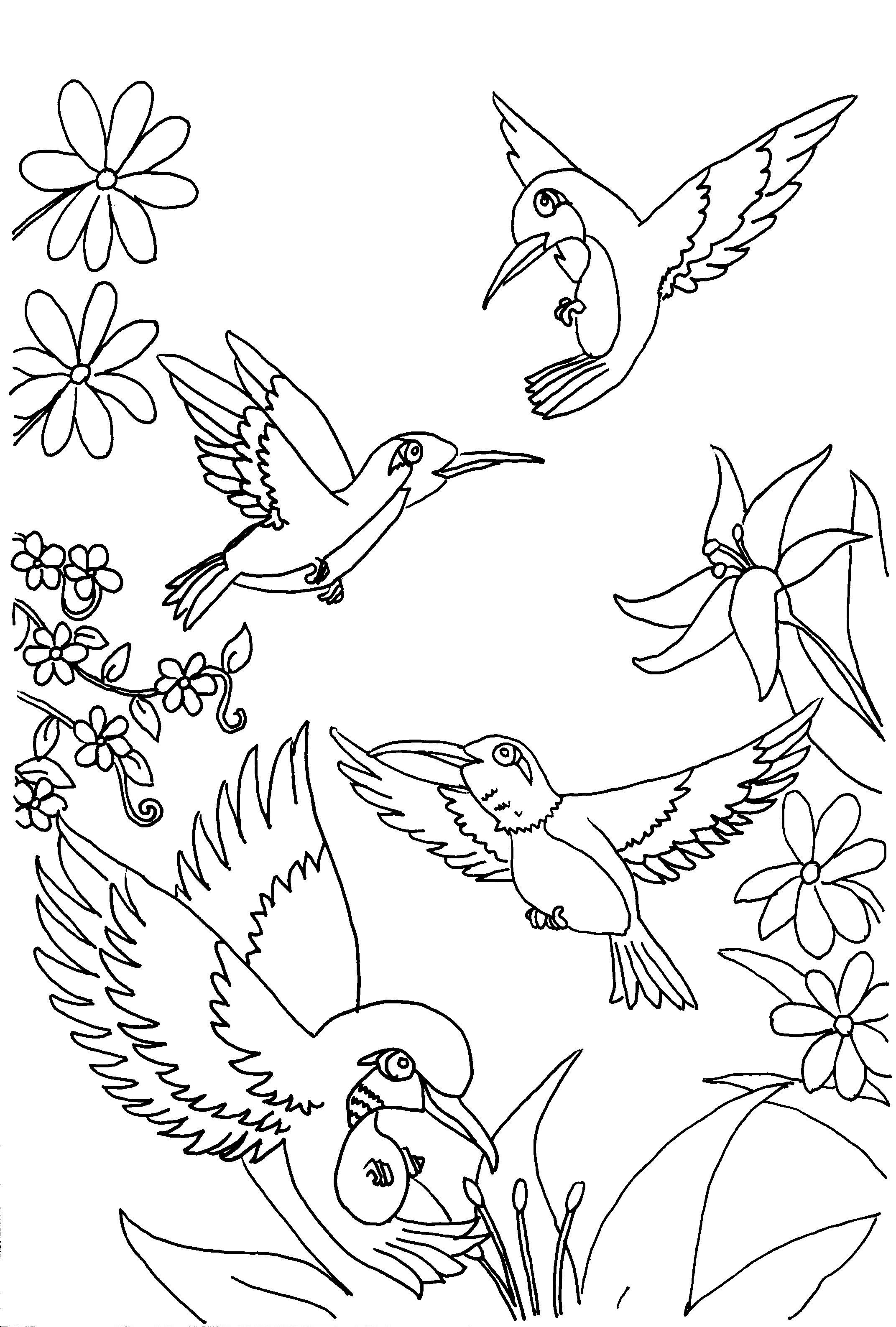 Bird Coloring Pages for Kids Printables 114