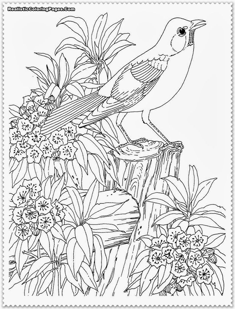 Bird Coloring Pages for Kids Printables 118