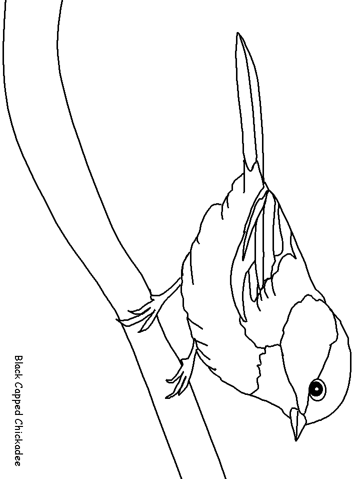 Bird Coloring Pages for Kids Printables 121