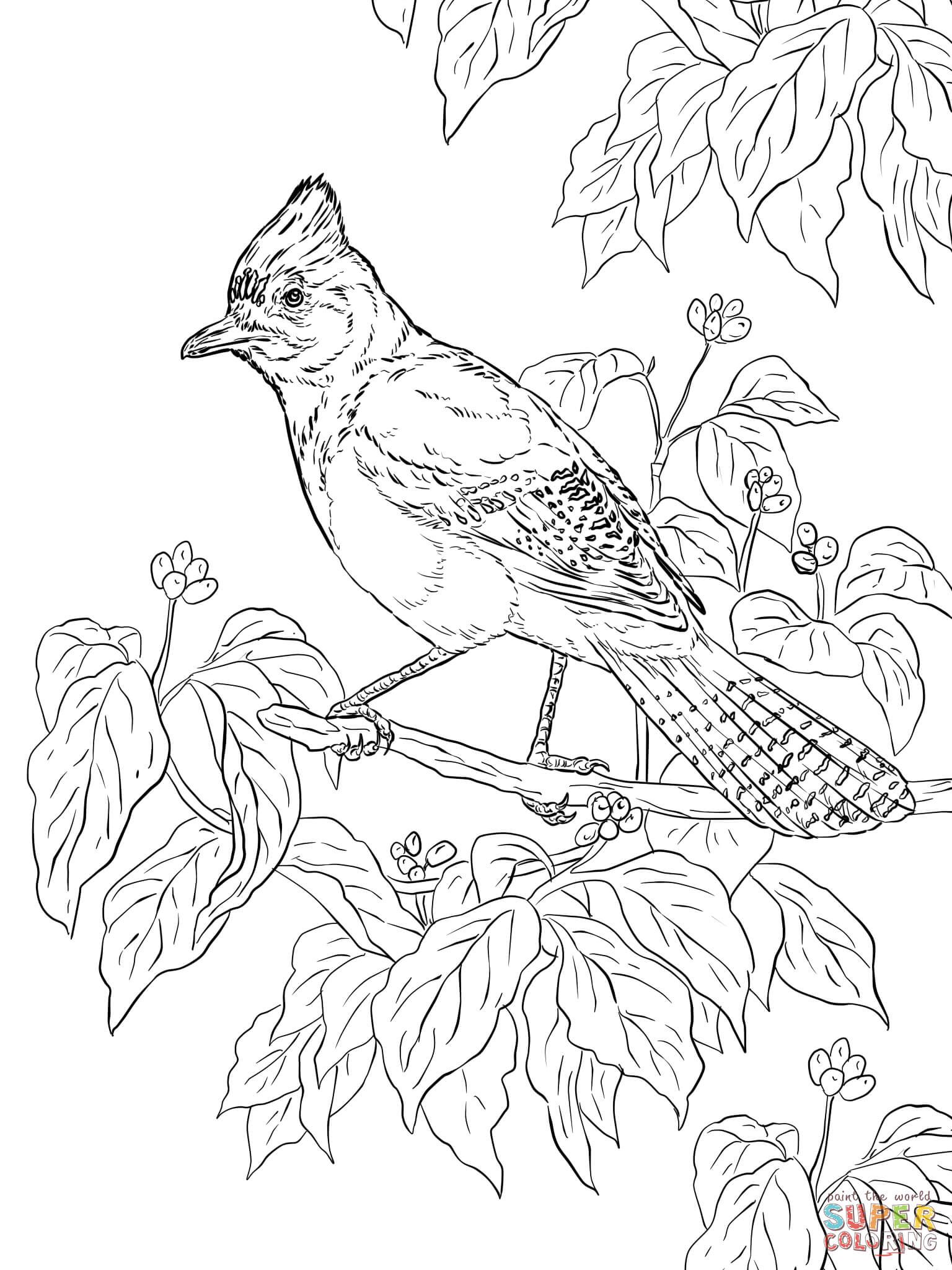 Bird Coloring Pages for Kids Printables 126