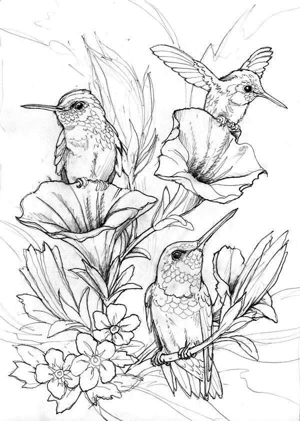 Bird Coloring Pages for Kids Printables 127