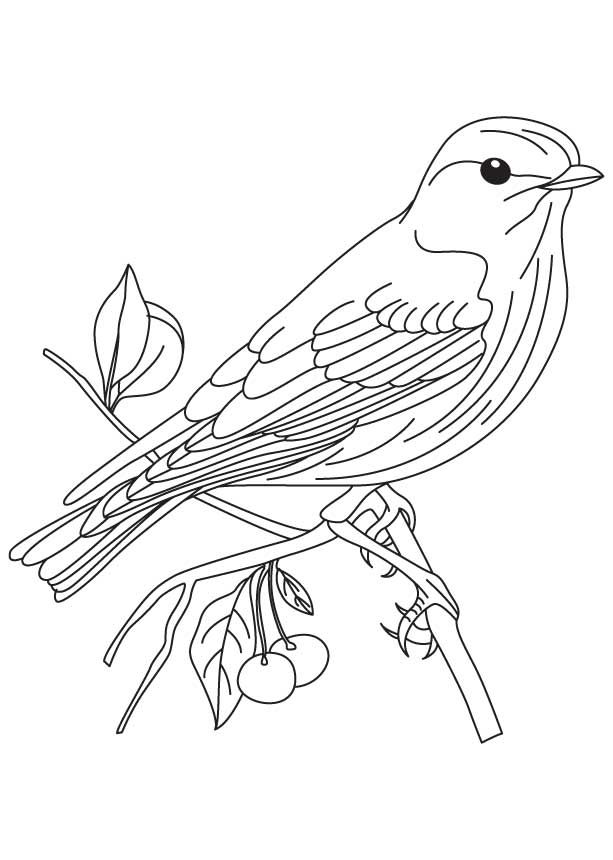 Bird Coloring Pages for Kids Printables 130