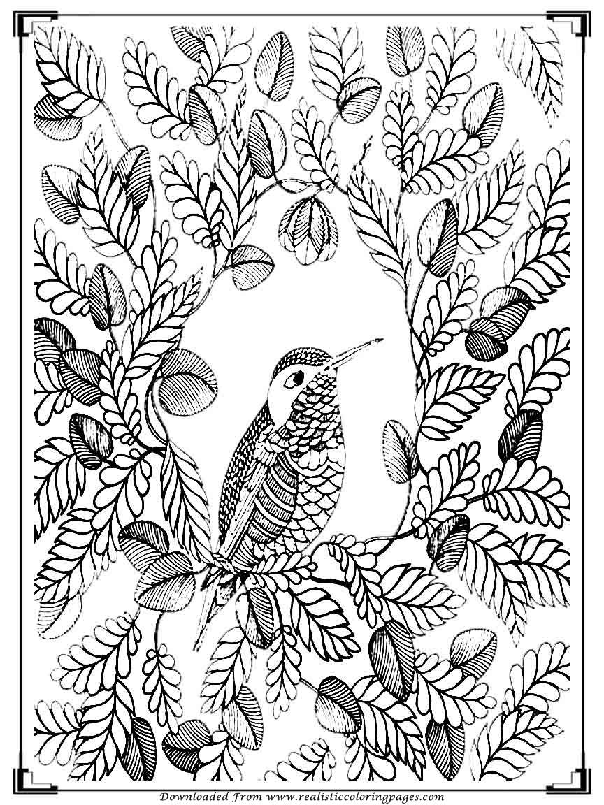 Bird Coloring Pages for Kids Printables 133