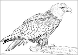 Bird Coloring Pages for Kids Printables 15