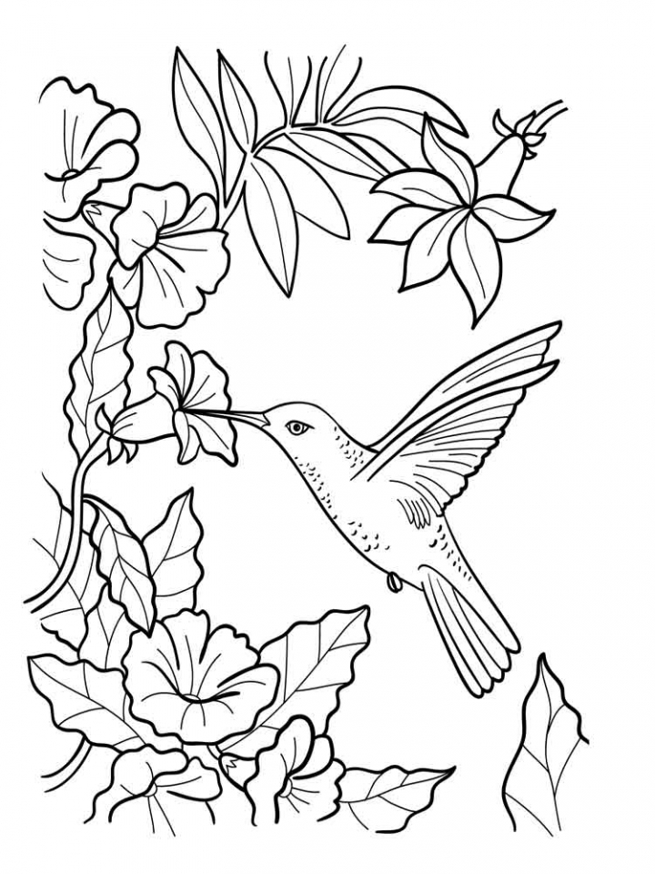 Bird Coloring Pages for Kids Printables 19