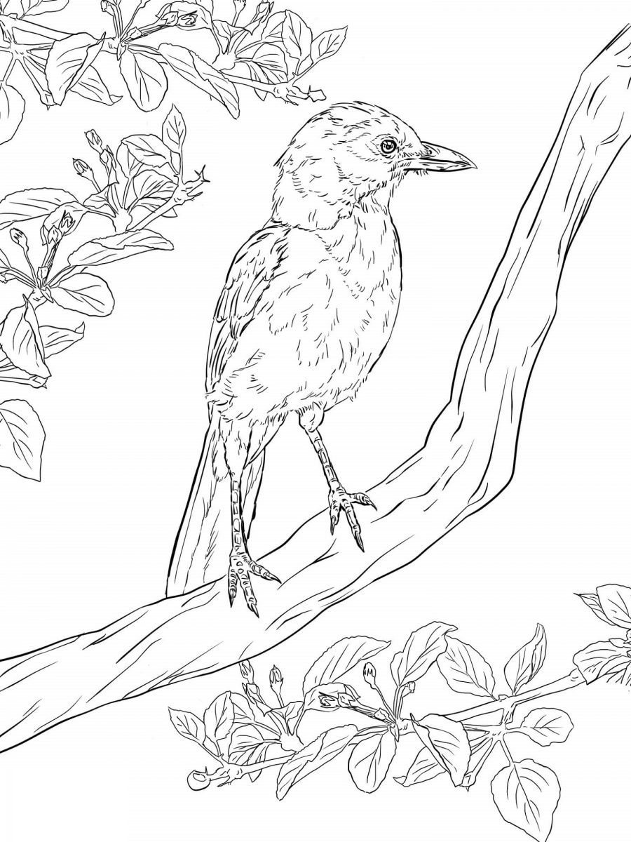 Bird Coloring Pages for Kids Printables 22