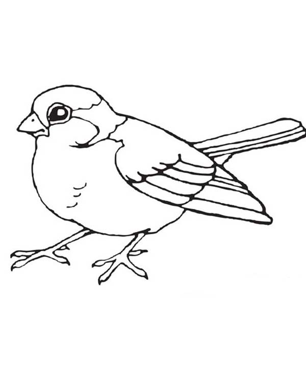 Bird Coloring Pages for Kids Printables 29