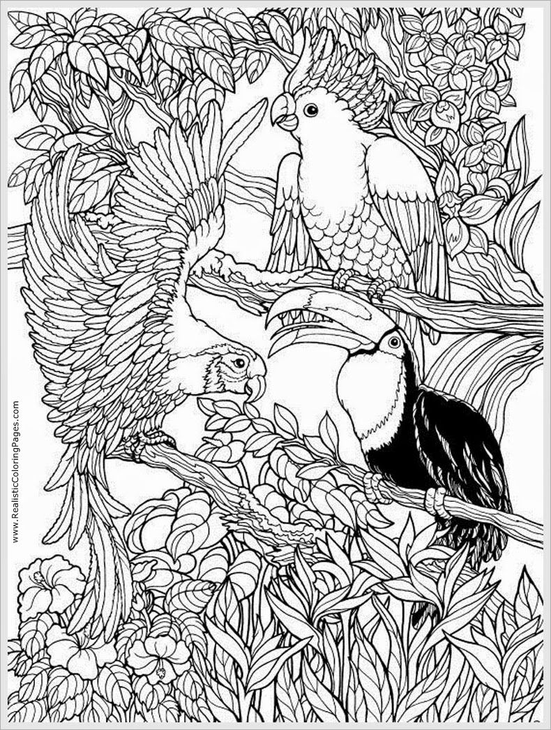 Bird Coloring Pages for Kids Printables 30