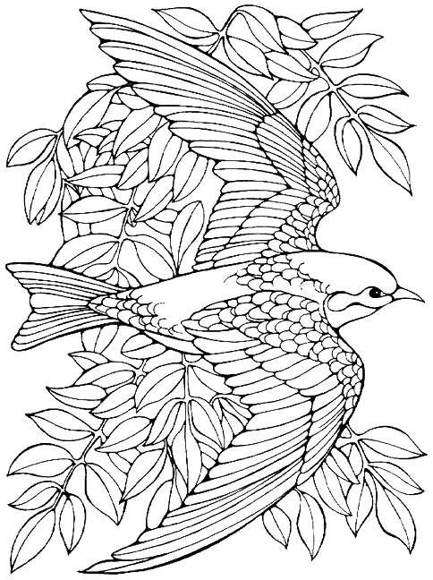 Bird Coloring Pages for Kids Printables 33