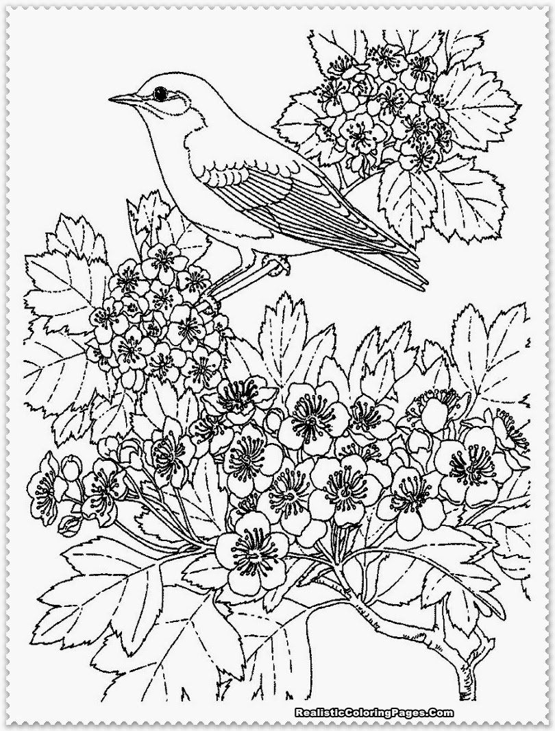 Bird Coloring Pages for Kids Printables 35