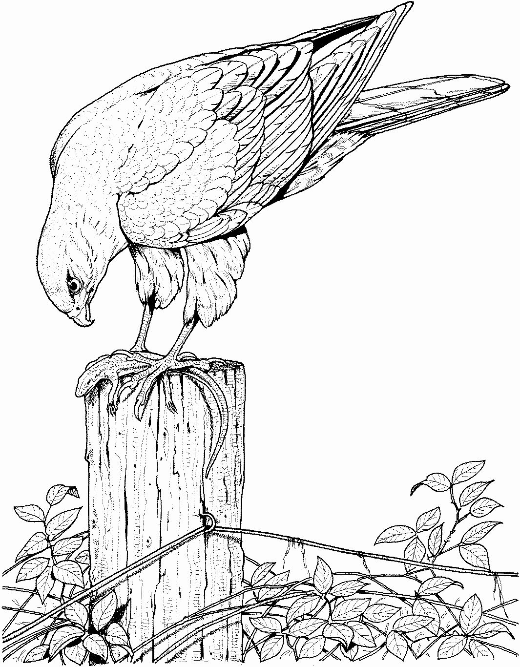 Bird Coloring Pages for Kids Printables 5