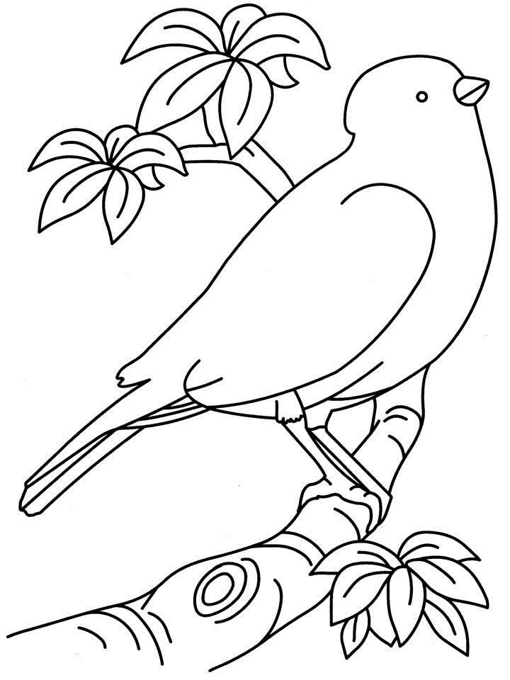 Bird Coloring Pages for Kids Printables 61