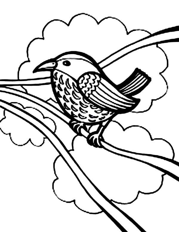 Bird Coloring Pages for Kids Printables 66