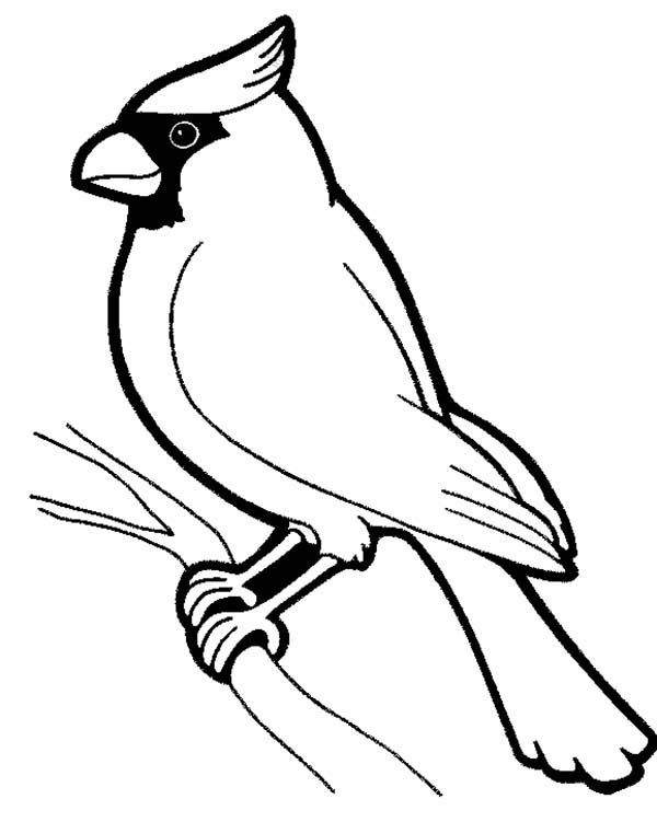 Bird Coloring Pages for Kids Printables 67