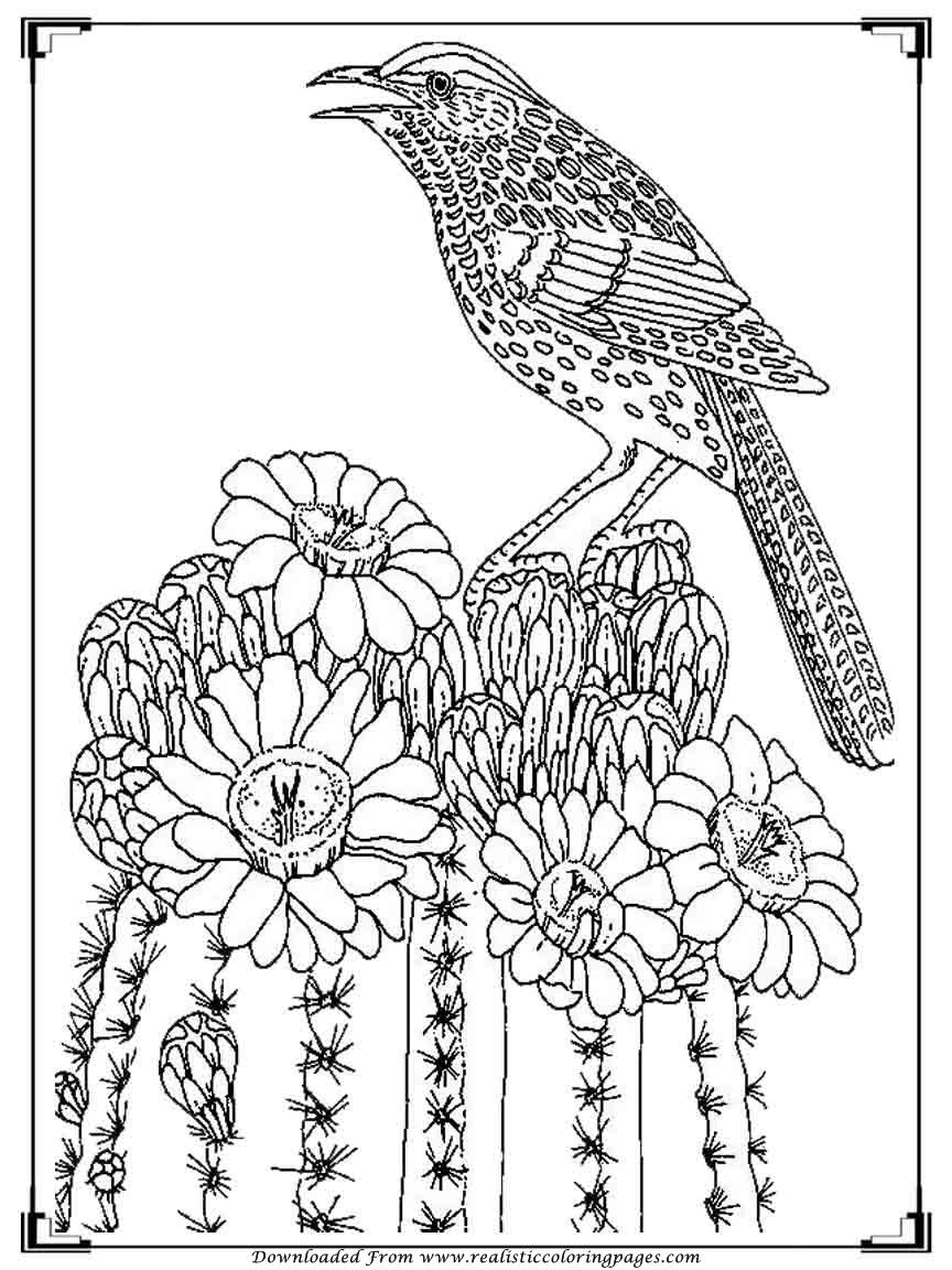 Bird Coloring Pages for Kids Printables 71