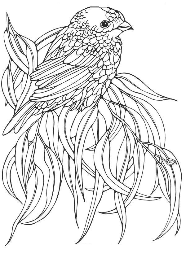 Bird Coloring Pages for Kids Printables 85