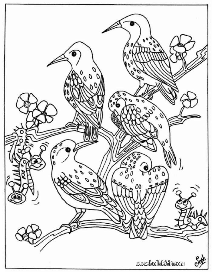 Bird Coloring Pages for Kids Printables 86