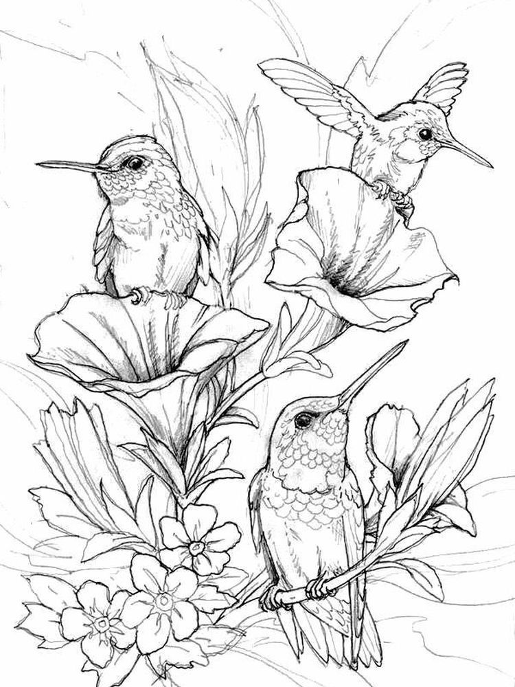 Bird Coloring Pages for Kids Printables 89