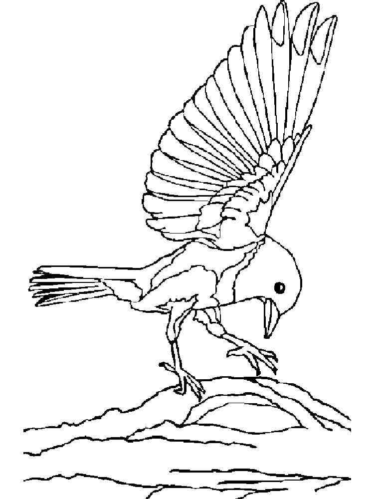 Bird Coloring Pages for Kids Printables 94