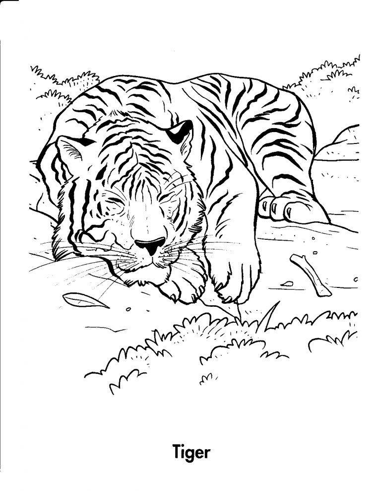 Tiger Coloring Pages for Kids Printable 103