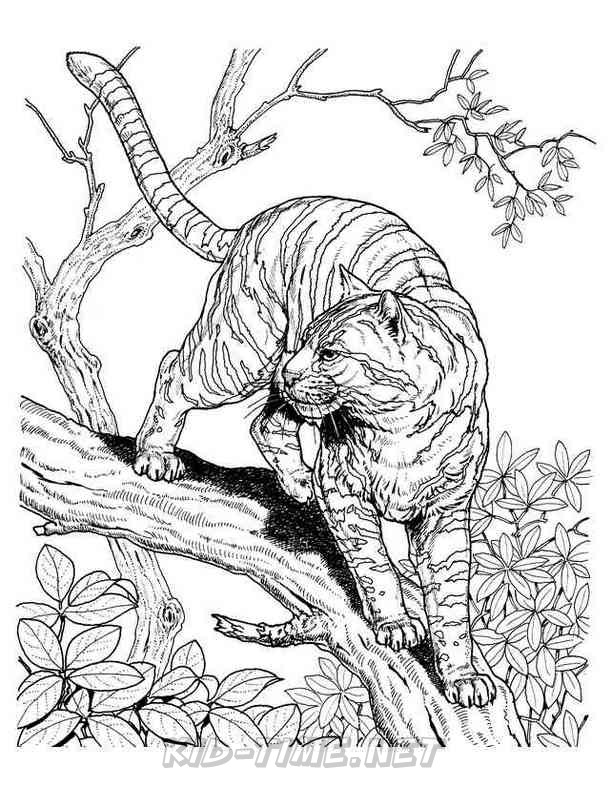 Tiger Coloring Pages for Kids Printable 118