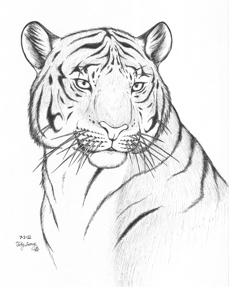 Tiger Coloring Pages for Kids Printable 26