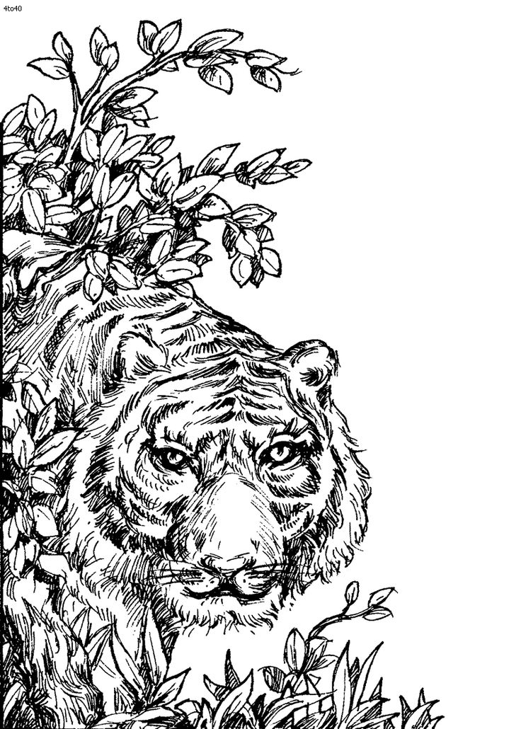 Tiger Coloring Pages for Kids Printable 36