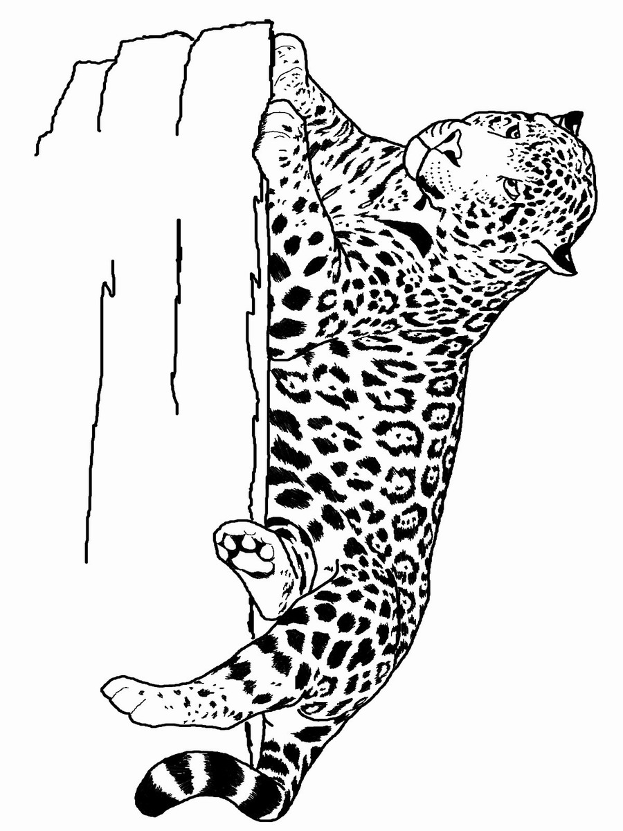 Tiger Coloring Pages for Kids Printable 4