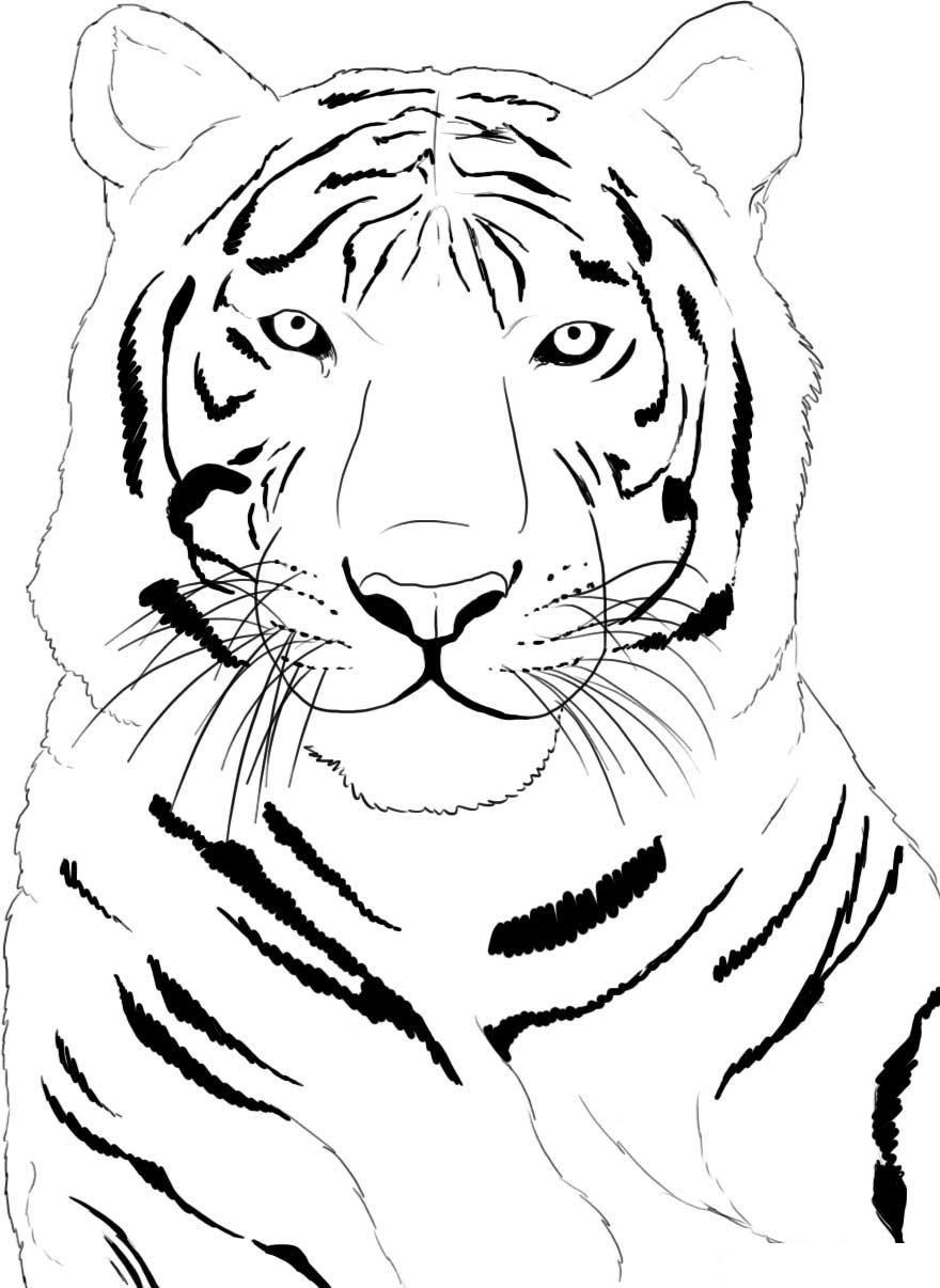 Tiger Coloring Pages for Kids Printable 48