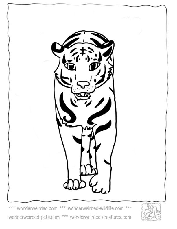 Tiger Coloring Pages for Kids Printable 54