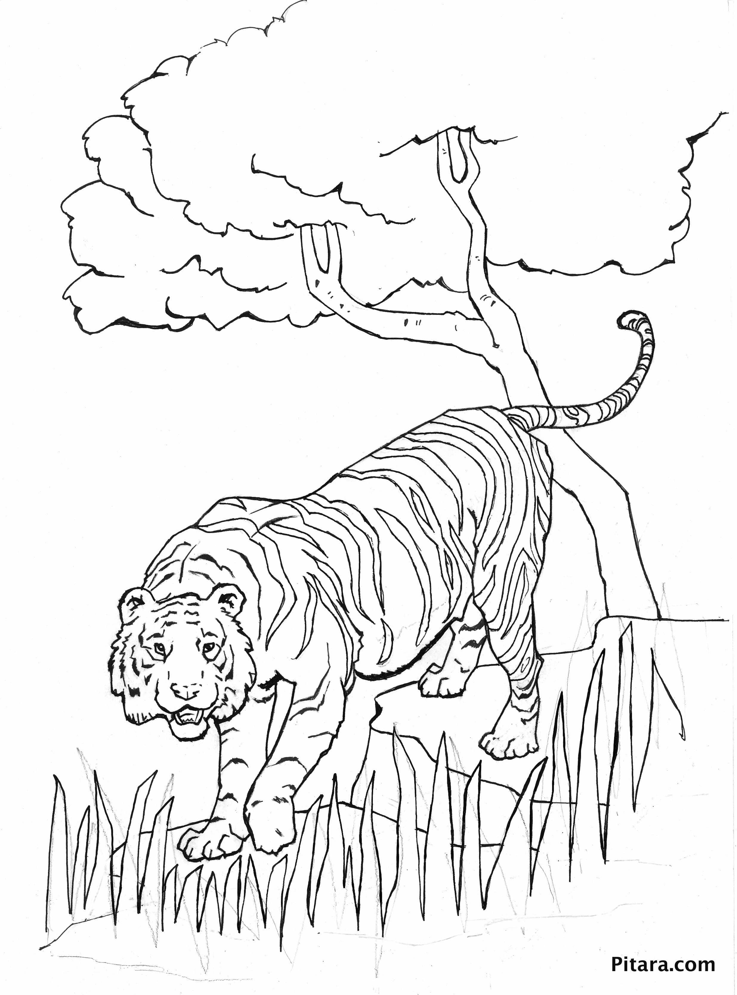 Tiger Coloring Pages for Kids Printable 60