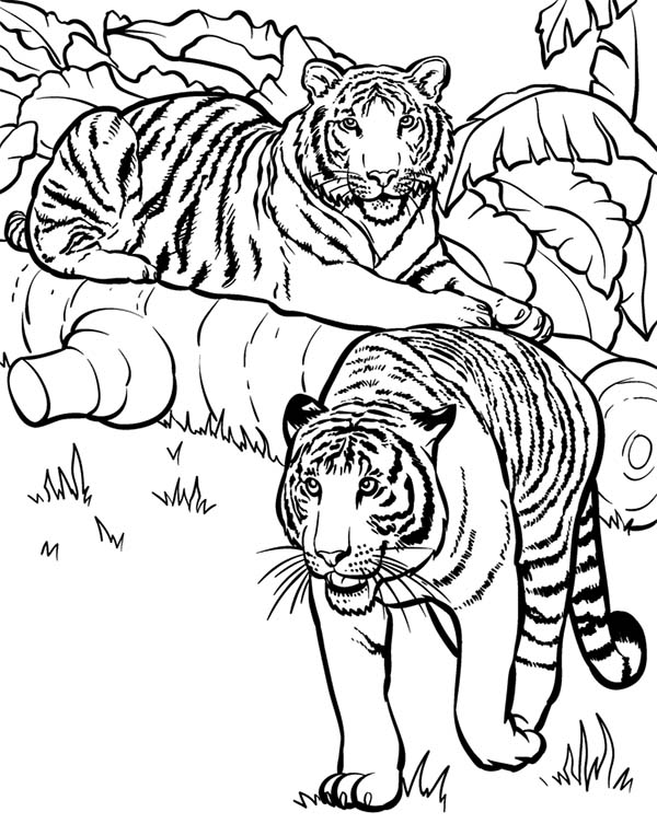 Tiger Coloring Pages for Kids Printable 65