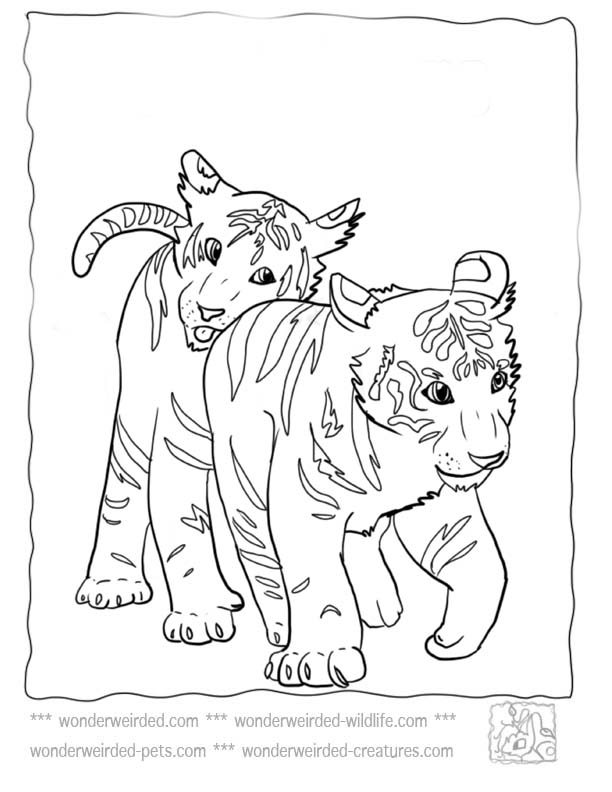 Tiger Coloring Pages for Kids Printable 66