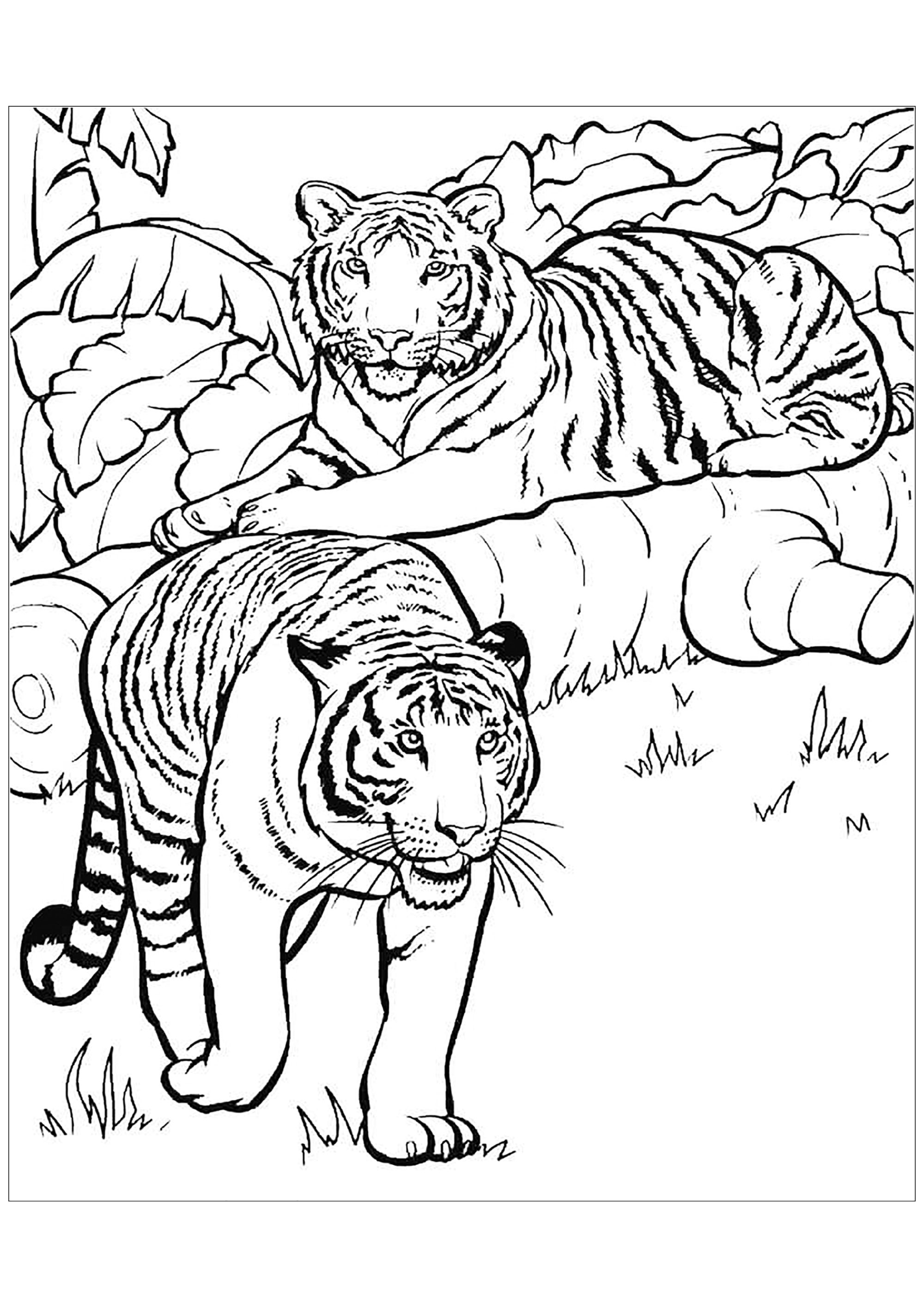 Tiger Coloring Pages for Kids Printable 76