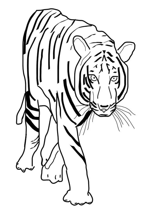 Tiger Coloring Pages for Kids Printable 81