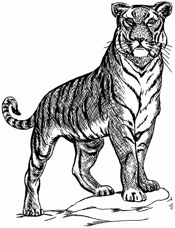 Tiger Coloring Pages for Kids Printable 83