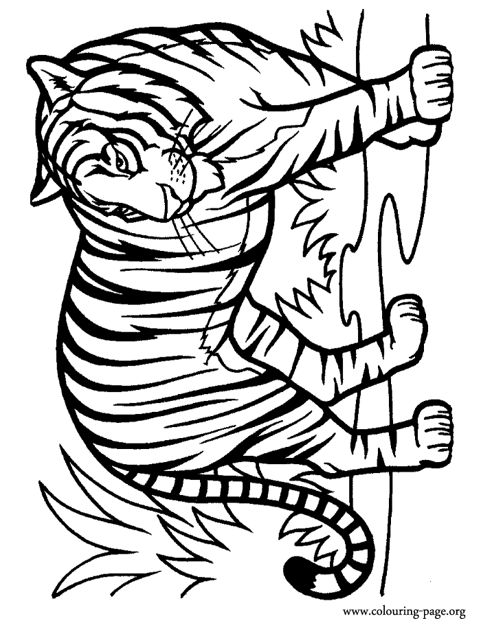 Tiger Coloring Pages for Kids Printable 85