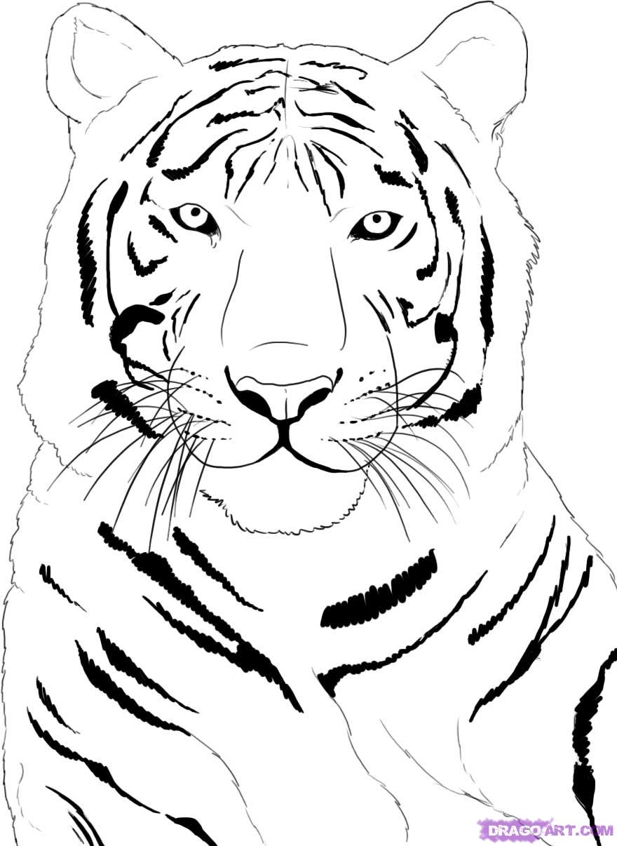 Tiger Coloring Pages for Kids Printable 86