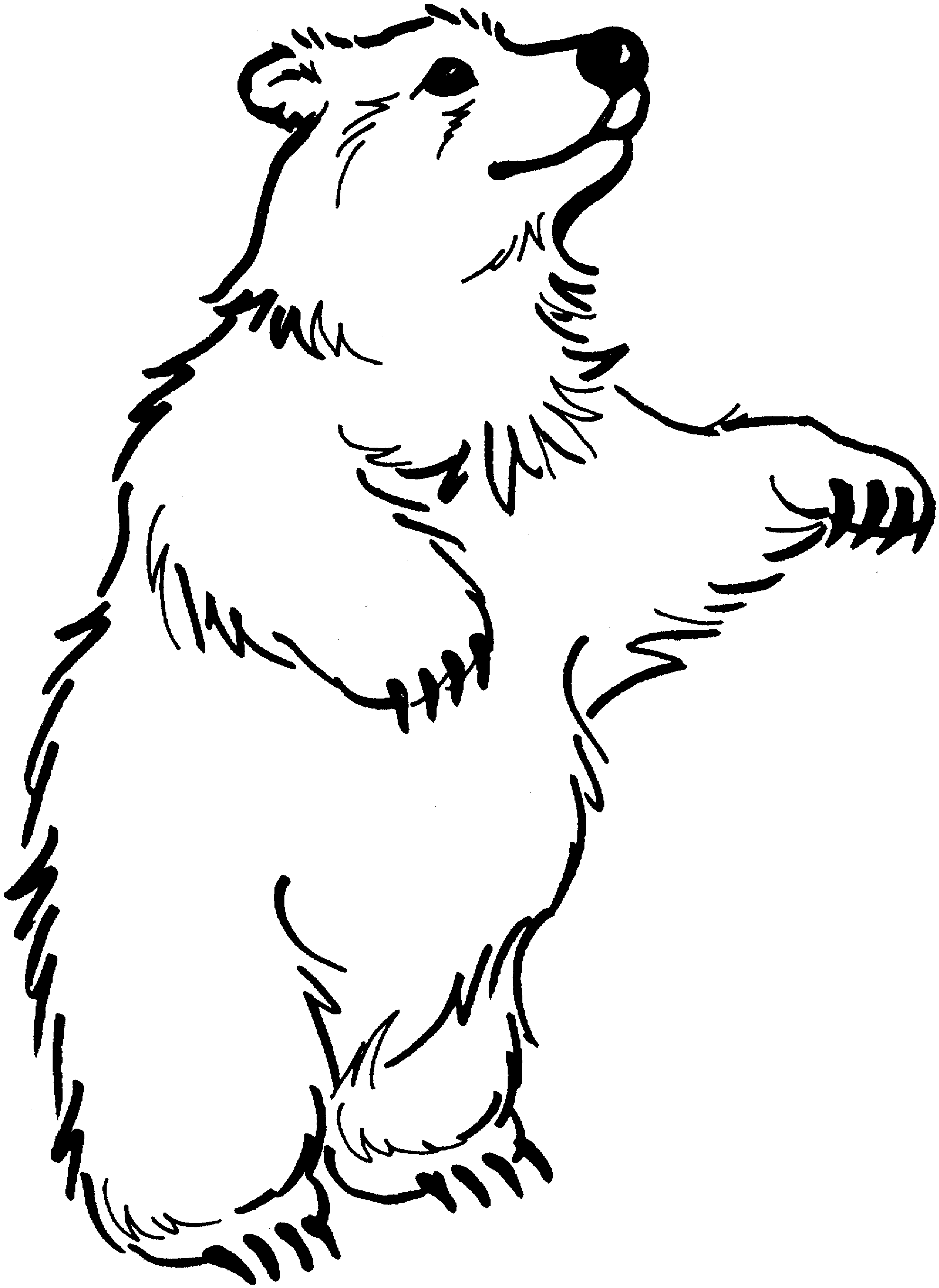 Bear Coloring Pages Free Printable 2