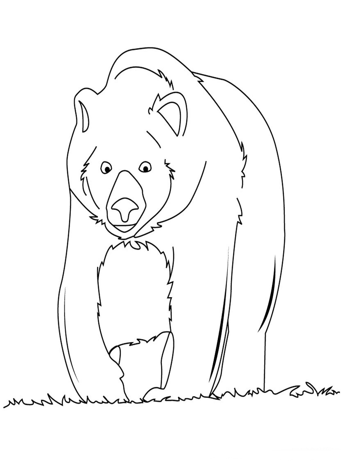 Bear Coloring Pages Free Printable 64