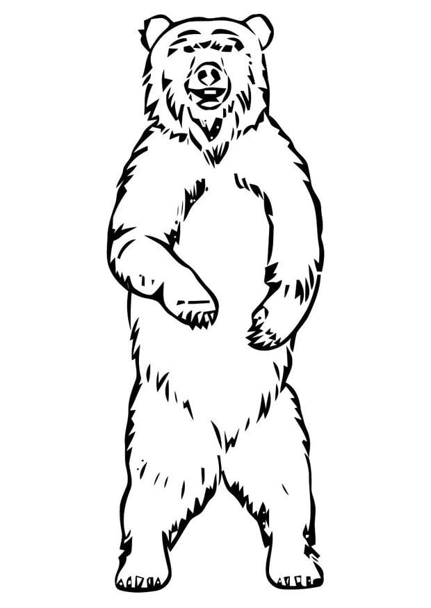 Bear Coloring Pages Free Printable 99