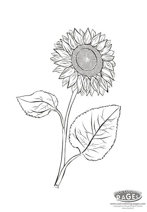 Cool Coloring Pages: 150 Designs to Keep You Entertained 150