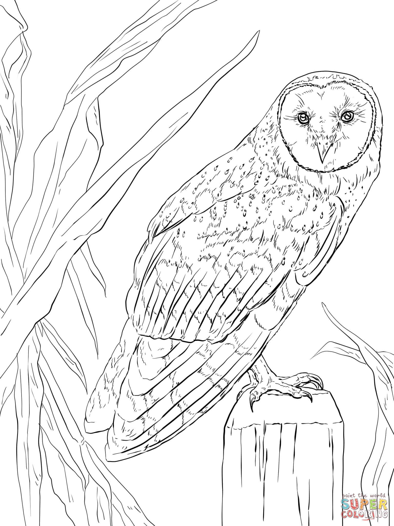 Cute Owl Coloring Pages FREE Printable 16