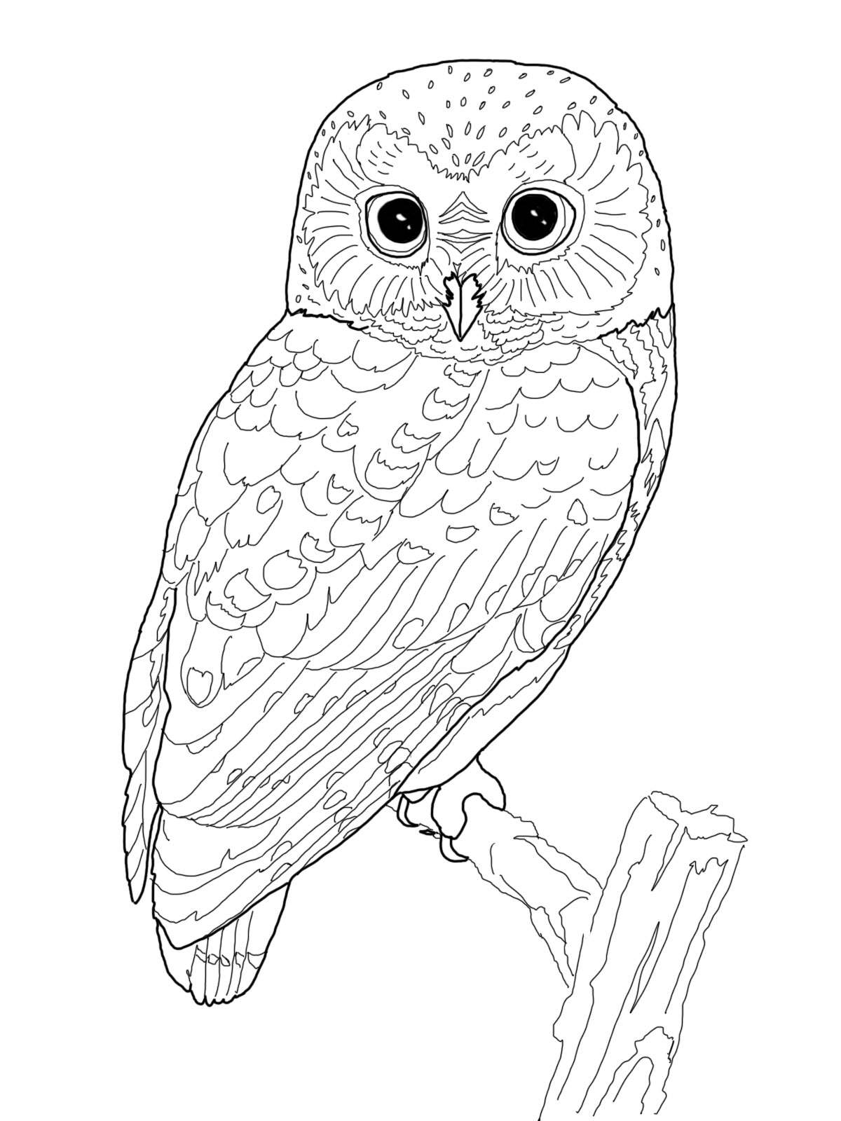 Cute Owl Coloring Pages FREE Printable 20